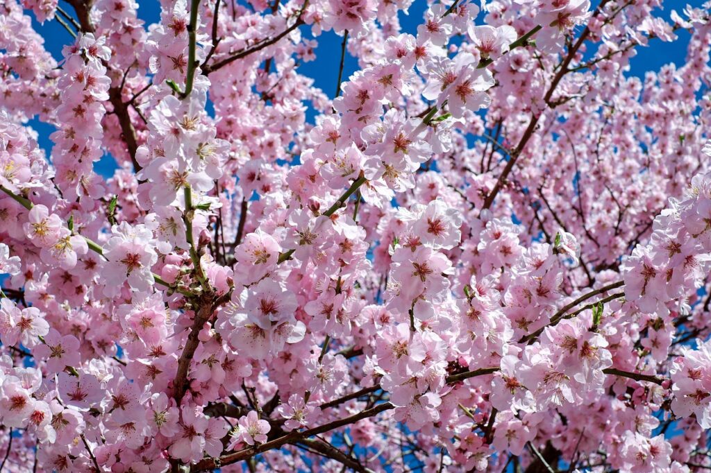 西宮市　花　さくら