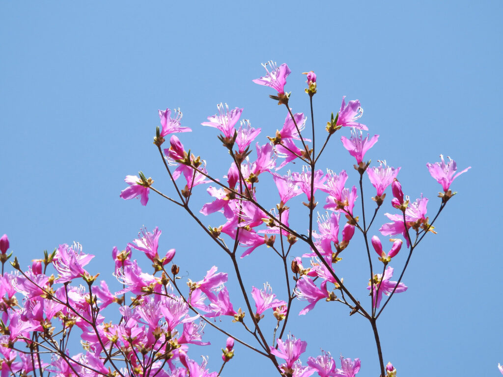 芦屋市　花　コバノミツバツツジ